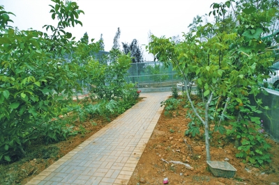 路兩邊是核桃樹，而路的盡頭救助野生鳥類的籠子，鴨子和鵝占了鵲巢