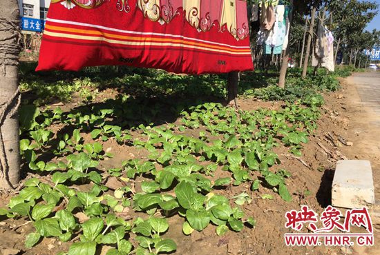 西四環(huán)中原路交叉口，大片生態(tài)廊道被毀，變成私家菜園。