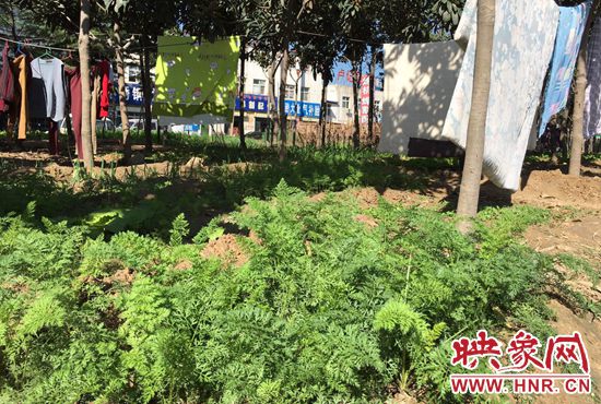西四環(huán)中原路交叉口，大片生態(tài)廊道被毀，變成私家菜園。