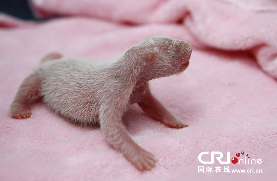 2013年7月11日，成都大熊貓繁育研究基地月亮產(chǎn)房，新生大熊貓寶寶在育嬰箱里憨態(tài)可掬。