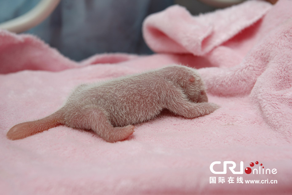 2013年7月11日，成都大熊貓繁育研究基地月亮產(chǎn)房，新生大熊貓寶寶在育嬰箱里憨態(tài)可掬。
