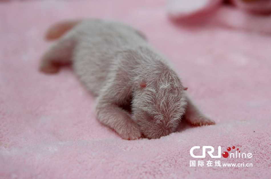 2013年7月11日，成都大熊貓繁育研究基地月亮產(chǎn)房，新生大熊貓寶寶在育嬰箱里憨態(tài)可掬。