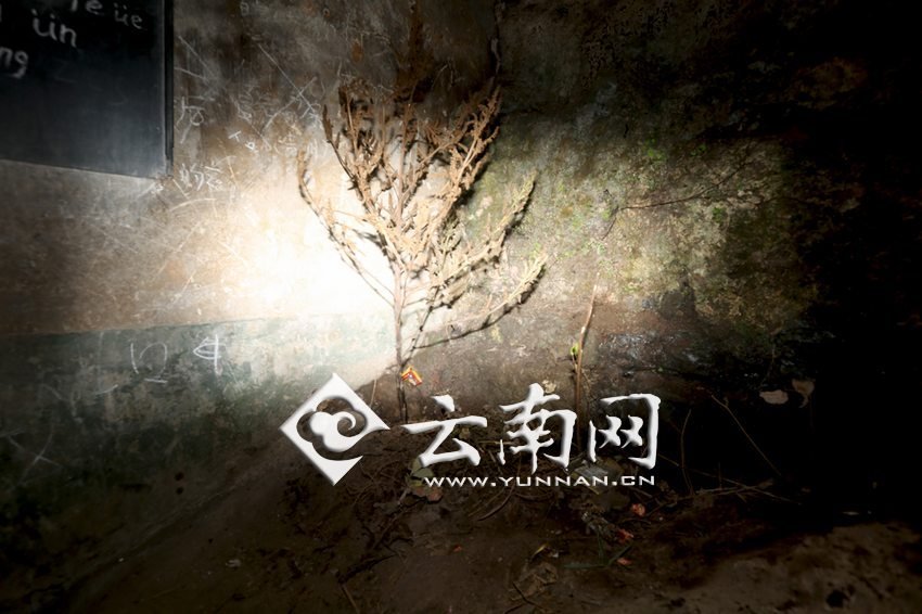　教室里沒有燈，光線太暗，村民便種下了野蘇麻，希望教室有綠色，讓孩子們看到“希望”。 徐弘毅 攝