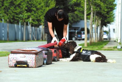 搜油犬正在進行日常訓(xùn)練。