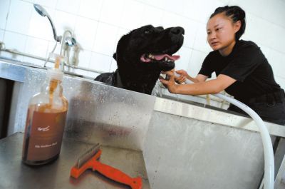 天熱時,搜油犬會天天洗澡。