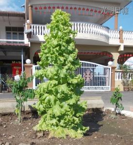 馬口親善花園居民李亞德種出“高人一等”的生菜，這棵3英尺高的生菜好像圣誕樹，令人稱奇。