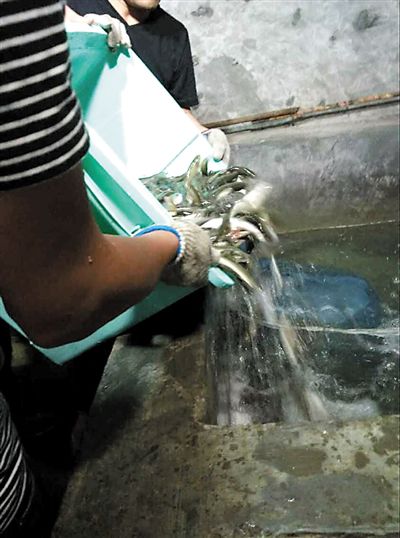 主人將撈上來的魚放進(jìn)魚池。