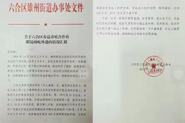 交匯點(diǎn)10月10日消息， 10日晚上，一則消息在南京人的朋友圈和微信群里瘋傳，網(wǎng)傳消息稱：六合雄州街道山北村一個農(nóng)莊私自養(yǎng)眼鏡蛇，幾天前突然跑出來了，估計(jì)二三百條。交匯點(diǎn)記者向六合區(qū)委宣傳部相關(guān)人士求證，證實(shí)了此事確實(shí)發(fā)生。