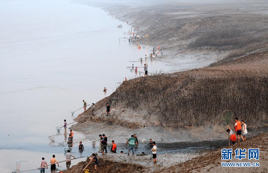  7月6日,在山西省平陸縣黃河岸邊,人們在捕撈黃河“流魚”。