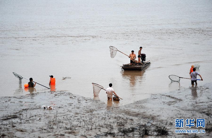 7月6日,在山西省平陸縣黃河河道內(nèi),人們在捕撈黃河“流魚”。