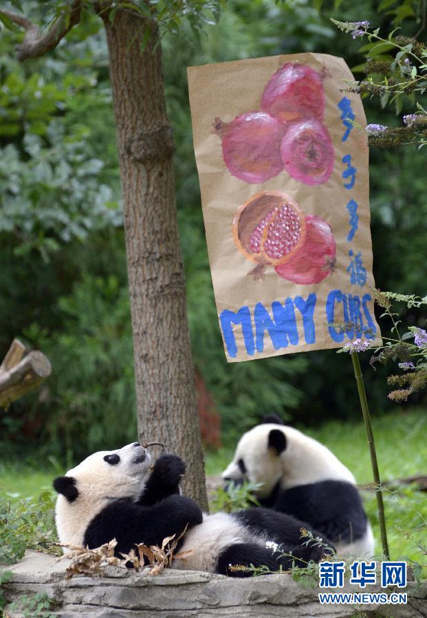 8月23日,大熊貓“寶寶”在美國(guó)華盛頓的國(guó)家動(dòng)物園參加“抓周”儀式。