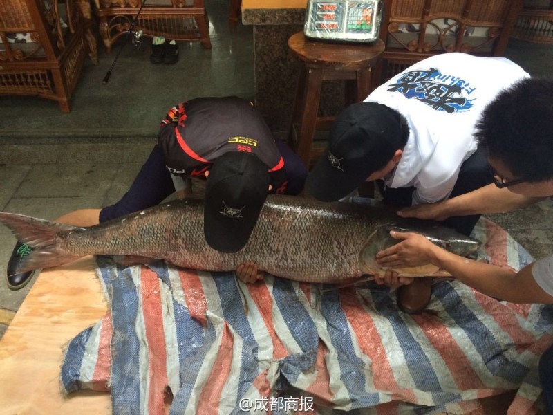 圖為父子倆翻動(dòng)大魚(yú)。