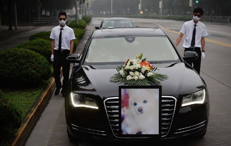 著寵物狗靈柩的車隊(duì)緩緩開往悼念室。