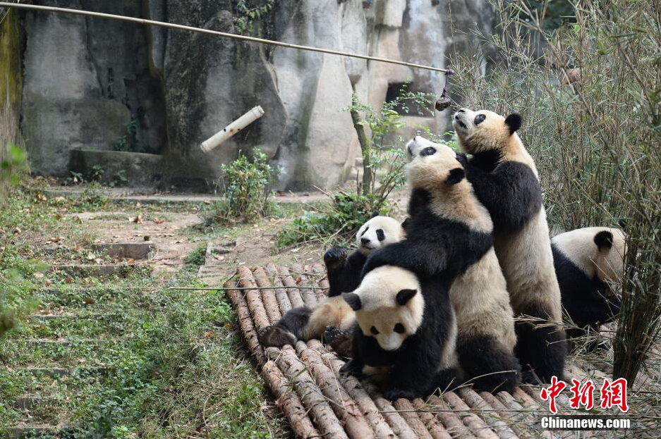 幾只大熊貓?jiān)谖故硶r(shí)間從飼養(yǎng)員處爭領(lǐng)食物。