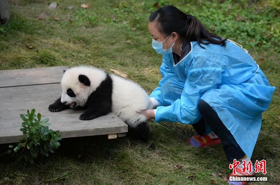 一名飼養(yǎng)員正幫助一只小大熊貓練習(xí)攀爬。