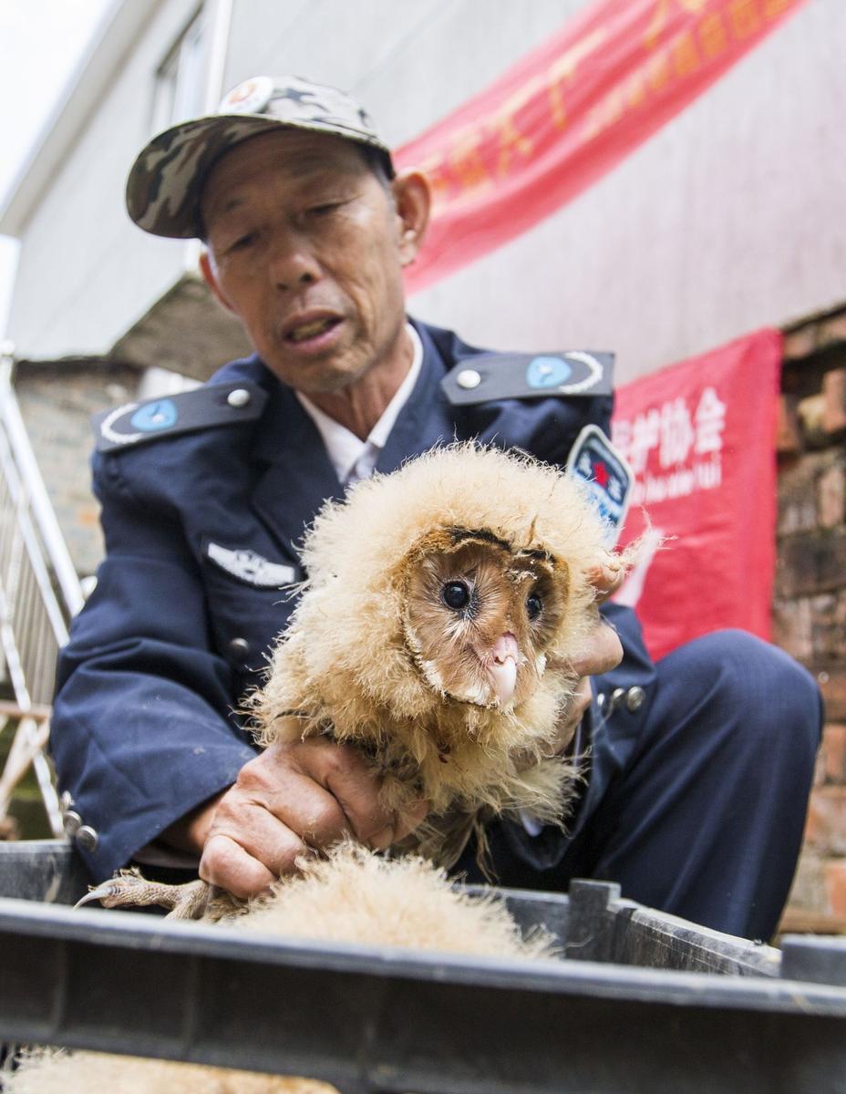 這5只雛鳥長得既像貓頭鷹，又像老鷹，危億玲和她丈夫便上網(wǎng)查詢，也沒查出來到底是什么動物。因為擔(dān)心這些雛鳥是保護(hù)動物，放在自己家里會養(yǎng)不好，危億玲便聯(lián)系上了都昌縣林業(yè)局野生動植物保護(hù)管理站。