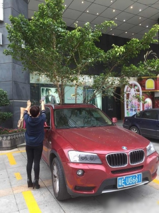 一輛停在停車位上的寶馬轎車，被墜落的樹枝砸中，樹枝徑直插入車內(nèi)，現(xiàn)場引發(fā)不少市民圍觀拍照。