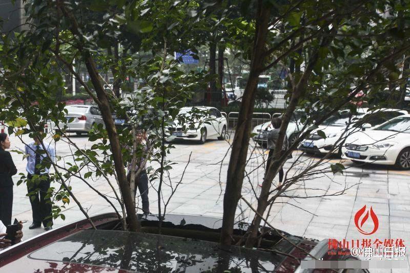 一輛停在停車位上的寶馬轎車，被墜落的樹枝砸中，樹枝徑直插入車內(nèi)，現(xiàn)場引發(fā)不少市民圍觀拍照。