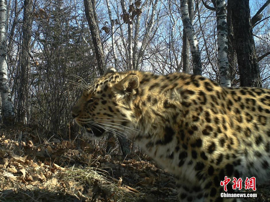 黑龍江老爺嶺保護(hù)區(qū)多次拍到野生東北虎、豹影像