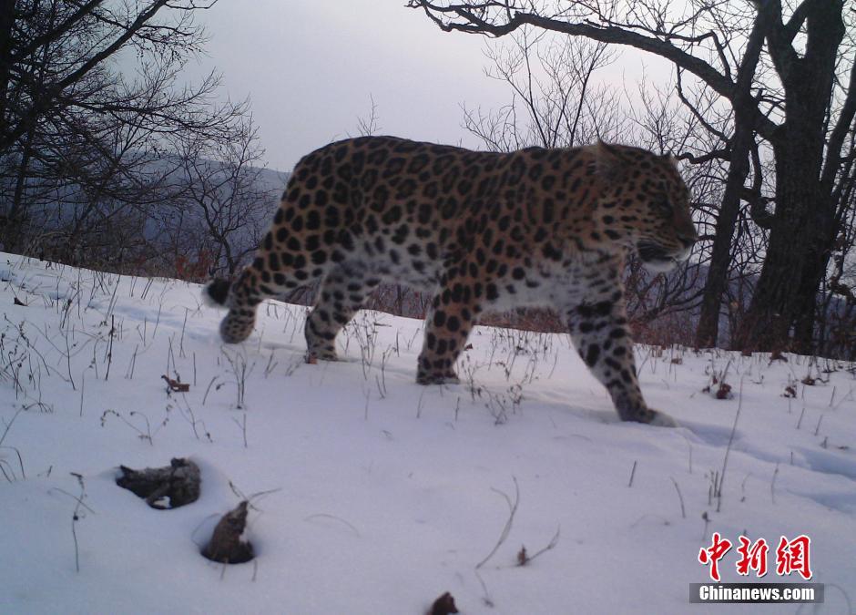 黑龍江老爺嶺保護(hù)區(qū)多次拍到野生東北虎、豹影像