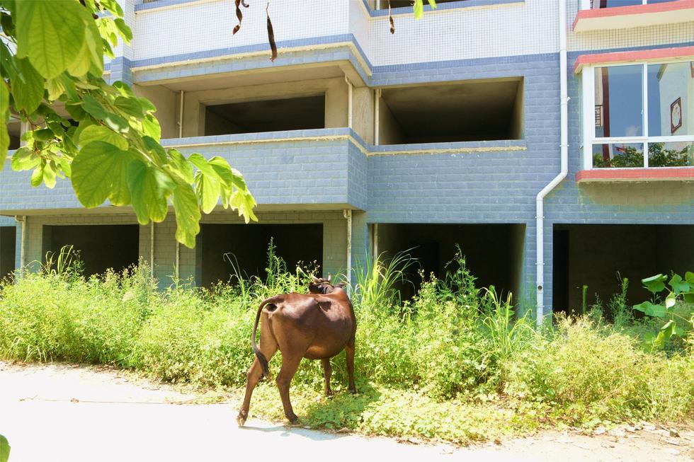2016年7月26日，村民在廣西來賓市忻城縣隆達山水福城荒廢別墅間放牛。