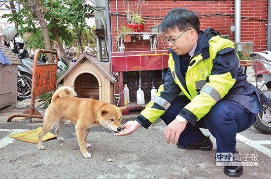 圖中這只柴犬生性好動(dòng)，逢人就搖起臀部及尾巴