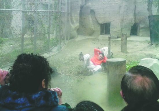 昨日，成都動物園，男子進(jìn)入白虎活動區(qū)后被白虎拖行。動物園出動50多人成功營救下他