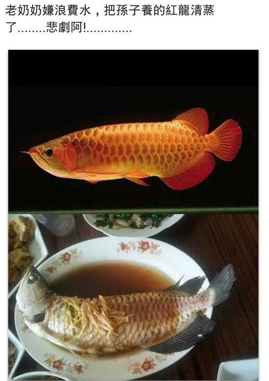 老奶奶嫌浪費(fèi)水,把孫子養(yǎng)的紅龍清蒸了。圖片取自臺(tái)媒