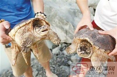 楊先生買來的鱷龜有很強的攻擊性。見習記者 雷鍵 攝