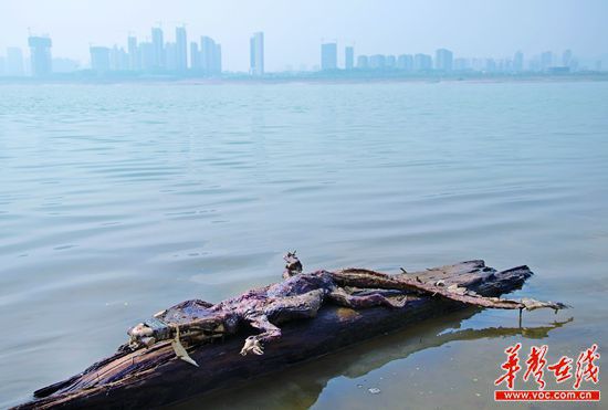 23日上午，瀏陽河與湘江交匯的地方發(fā)現(xiàn)了一條鱷魚的尸骸。