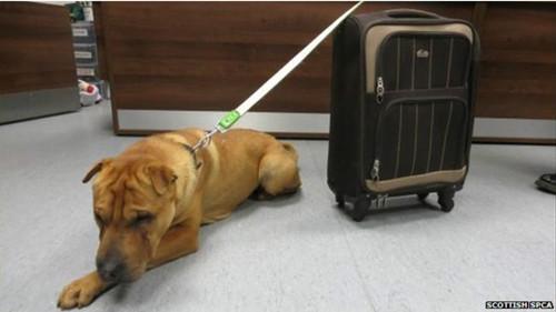 這只雄性的雜交沙皮犬被連同行李箱被拴在火車站外的欄桿上。