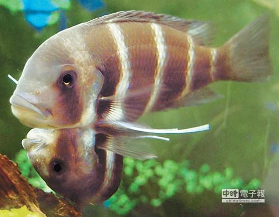 這對(duì)連體魚上面的哥哥體型較大，約是下面弟弟的2倍