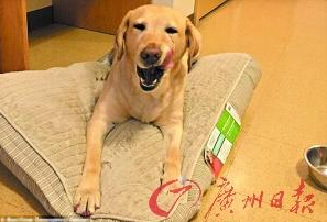 機智的導(dǎo)盲犬尤蘭達。
