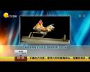 雄雞靚照催生優(yōu)質(zhì)蛋？看臉世界讓人心碎