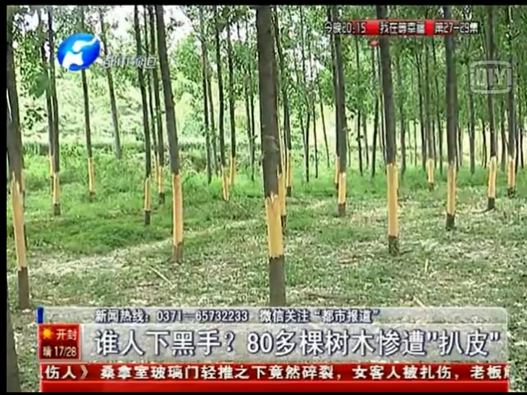 80多棵樹被“扒皮” 誰(shuí)痛下黑手？