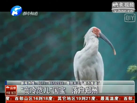 國(guó)家一級(jí)保護(hù)鳥(niǎo)類(lèi)朱鹮落戶(hù)鄭州動(dòng)物園