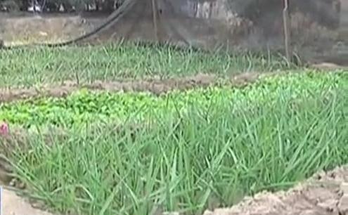 生態(tài)廊道變菜園 誰干的？