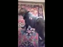 醉酒的貓咪回到家后各種搞笑！