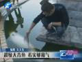 漁民水庫撈到超大魚 身長(zhǎng)1.6米