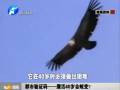 都市驗(yàn)證碼——鷹活40歲會(huì)蛻變？