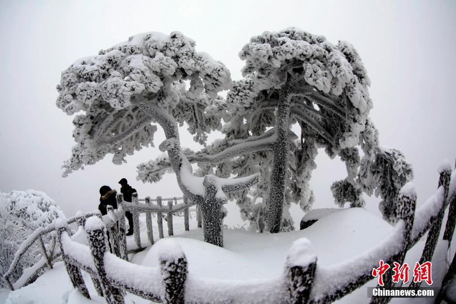 12月18日，雪后的安徽黃山風(fēng)景區(qū)出現(xiàn)了大面積雪凇美景，銀裝素裹，玉樹瓊枝，游人置身其間，如醉如癡。