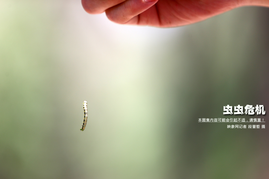 當(dāng)小蟲子從樹上垂絲而下懸在半空中時，給路上的行人帶來諸多不便